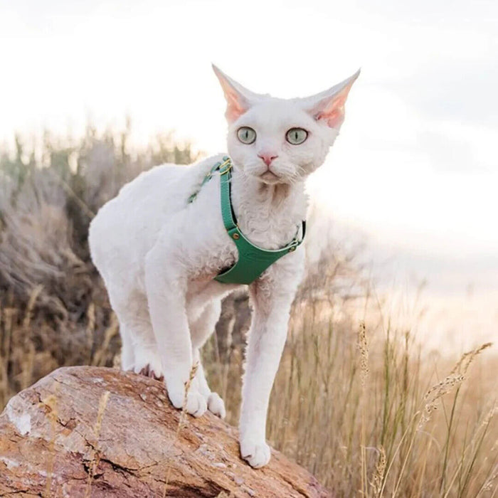 The Supakit Cat Harness Style — Mint Green / Leather - Small