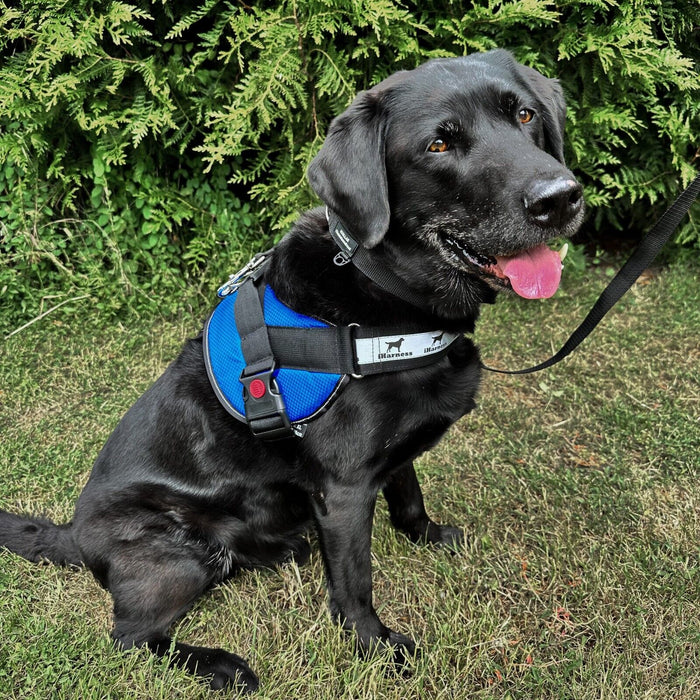 Adjustable Dog Harness by iHarness Light Blue