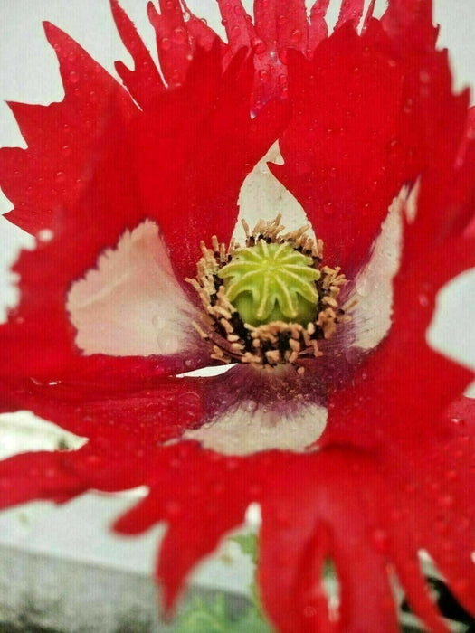 Mixed Poppy Viable Seeds 🌺 Wide variation of Poppies using Irish Bee 250 Seeds