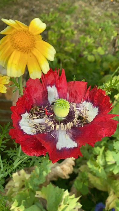 Mixed Poppy Viable Seeds ?? Wide variation of Poppies using Irish Bee 250 Seeds!