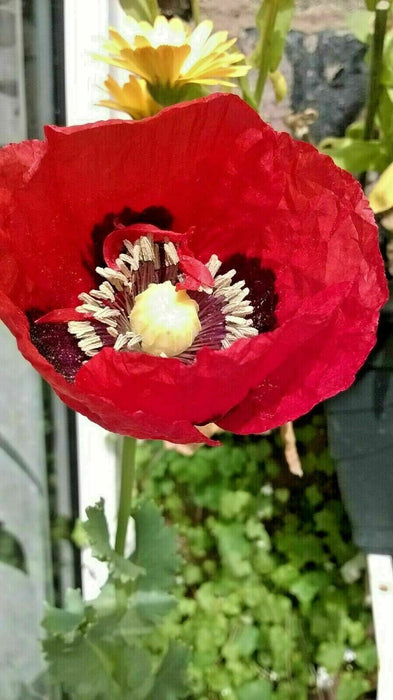 Mixed Poppy Viable Seeds ?? Wide variation of Poppies using Irish Bee 250 Seeds!