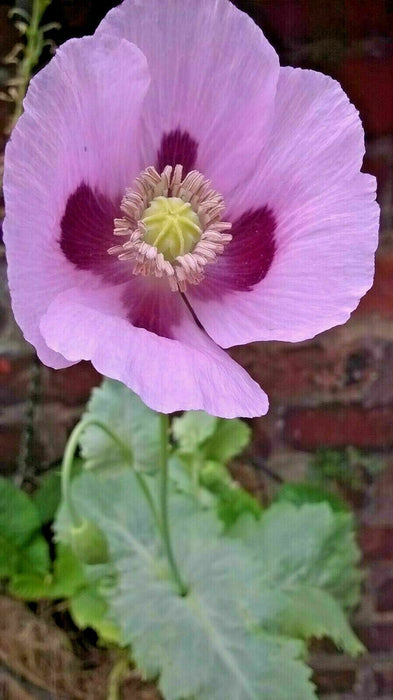 Mixed Poppy Viable Seeds 🌺 Wide variation of Poppies using Irish Bee 250 Seeds!